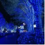 Вулична гірлянда 800 LED, 50 м, синє світло, зелений провід – зовнішнє декоративне освітлення Вулична гірлянда 800 LED, 50 м, синє світло, зелений провід – зовнішнє декоративне освітлення